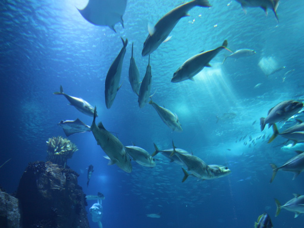 Asian-Development-Bank-Calls-For-Sustainable-Blue-Economy-To-Save-Our-Oceans